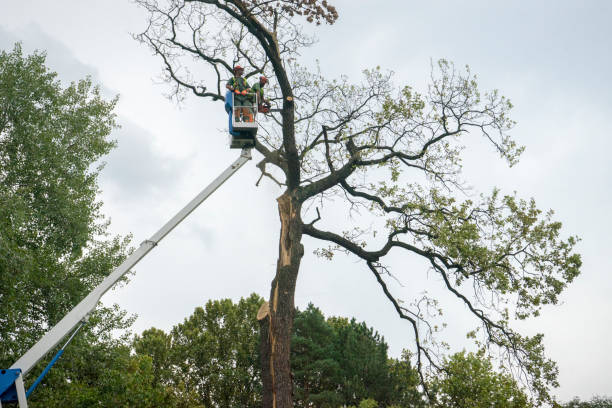 Best Tree and Shrub Care  in New Franklin, MO