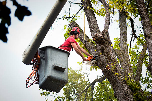 Best Firewood Processing and Delivery  in New Franklin, MO